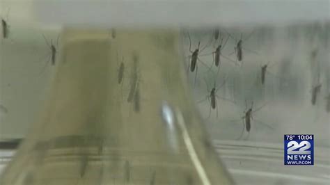 Mosquitos in Pittsfield test positive for West Nile Virus